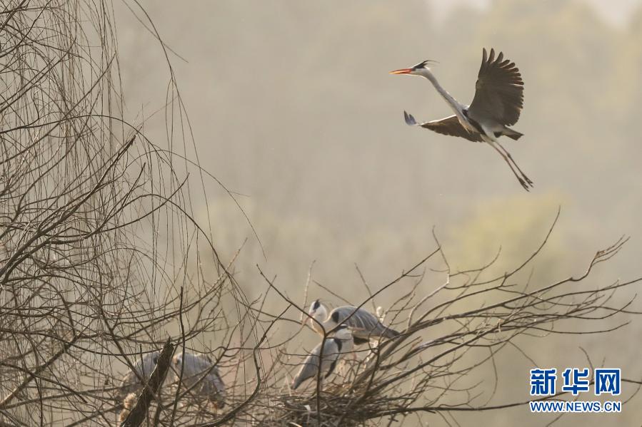 1月23日，大蓝鹭在观山湖湖畔飞翔。近日，随着气温回升，贵阳市观山湖公园内鸟儿随风飞翔，翩翩起舞，呈现出一幅美丽的冬季图景。新华社记者 欧东衢 摄