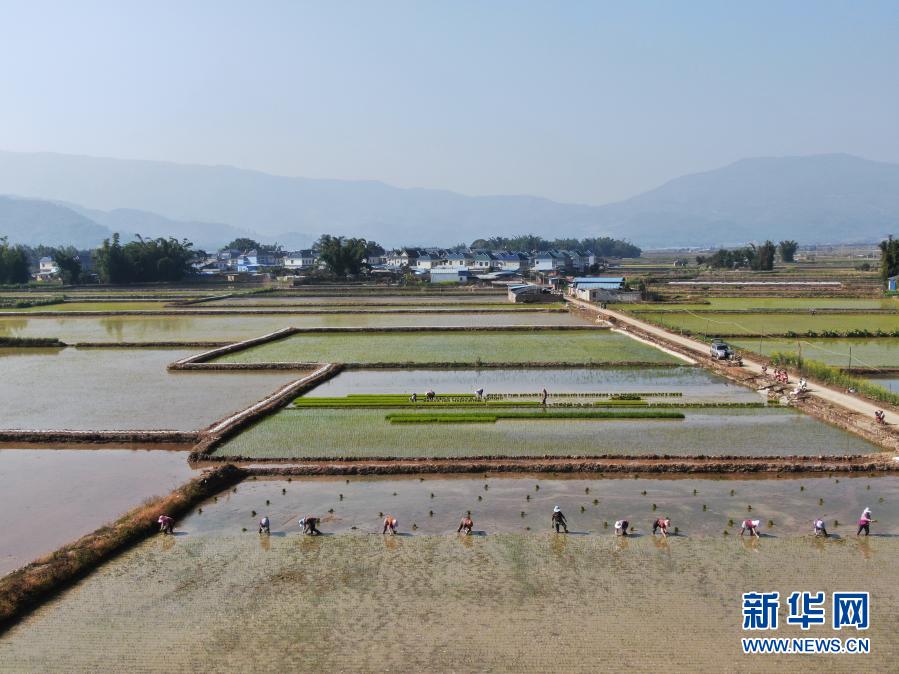 　　1月25日，勐海勐遮镇农民在田间栽秧（无人机照片） 。　　近日，云南省西双版纳傣族自治州勐海县勐遮镇农民开始栽插双季早稻。　　新华社发（李云生 摄）