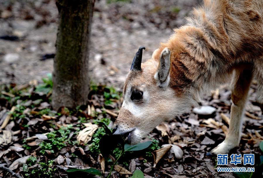 　　1月31日，上海动物园“牛科宝宝”——旋角羚宝宝在觅食。　　近日，2021年上海动物园出生的第一头“牛科宝宝”旋角羚在园区亮相。旋角羚是偶蹄目牛科旋角羚属的唯一种，被世界自然保护联盟列为红色目录极危物种。　　新华社记者 张建松 摄