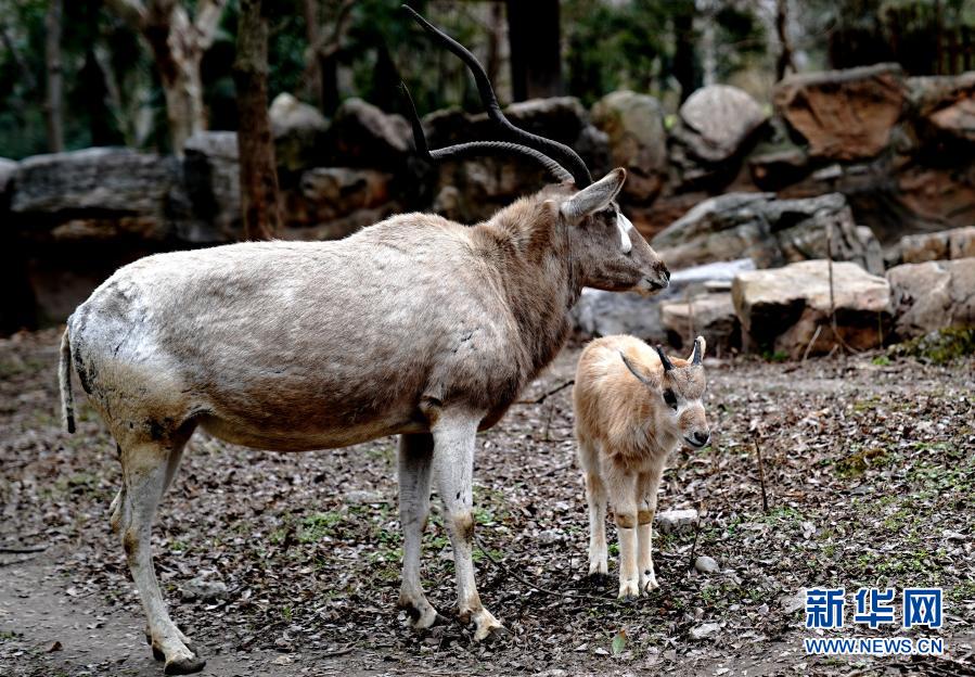 　　1月31日，上海动物园“牛科宝宝”——旋角羚宝宝亮相。　　近日，2021年上海动物园出生的第一头“牛科宝宝”旋角羚在园区亮相。旋角羚是偶蹄目牛科旋角羚属的唯一种，被世界自然保护联盟列为红色目录极危物种。　　新华社记者 张建松 摄