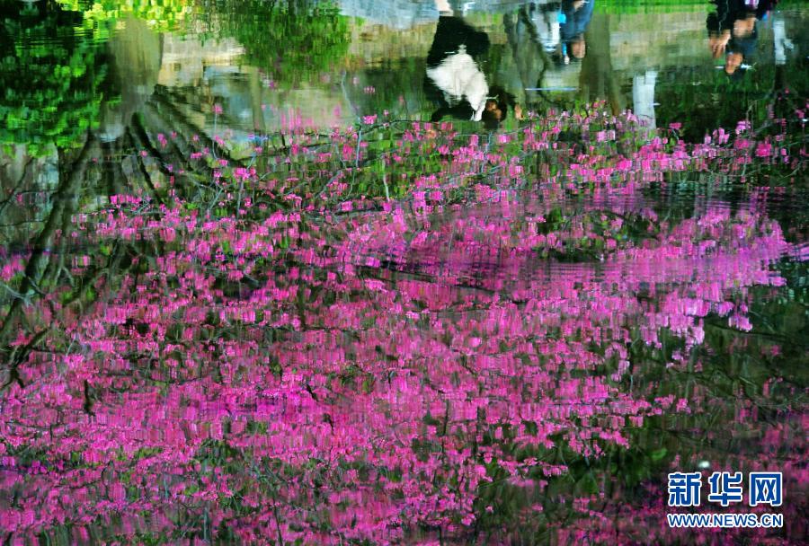在福州国家森林公园，盛开的樱花和绿树倒映在清澈的湖水里（2月1月摄）。近日，位于福建省福州市新店镇的福州国家森林公园里的樱花相继盛开，春意萌动。新华社记者 魏培全 摄