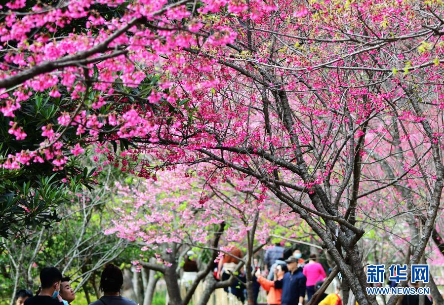 2月1日，游人在福州国家森林公园里赏樱。近日，位于福建省福州市新店镇的福州国家森林公园里的樱花相继盛开，春意萌动。新华社记者 魏培全 摄