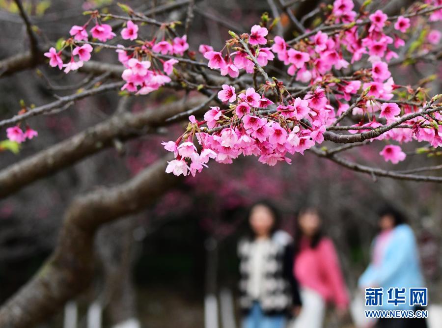 2月1日，游人在福州国家森林公园里赏樱。近日，位于福建省福州市新店镇的福州国家森林公园里的樱花相继盛开，春意萌动。新华社记者 魏培全 摄