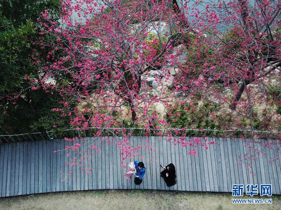 2月1日，游人在福州国家森林公园里赏樱。近日，位于福建省福州市新店镇的福州国家森林公园里的樱花相继盛开，春意萌动。新华社记者 魏培全 摄