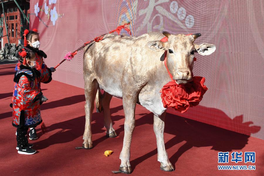　　2月2日，打扮成“春姑娘”的小朋友在“鞭打春牛”。　　立春将至，北京东城区建国门街道在古观象台举办“风车迎春，鞭打春牛”民俗活动，迎接春天的到来。　　新华社记者 鞠焕宗 摄