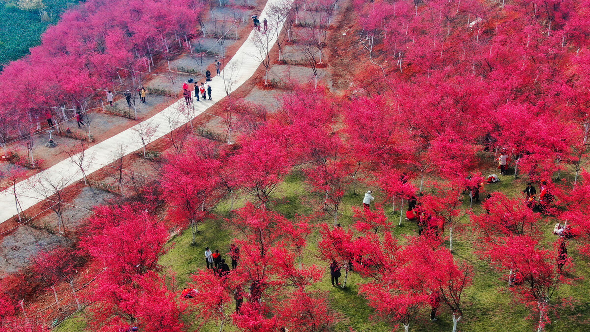 今年春色确定已提前,这些春天花海景色值得你重点关注了