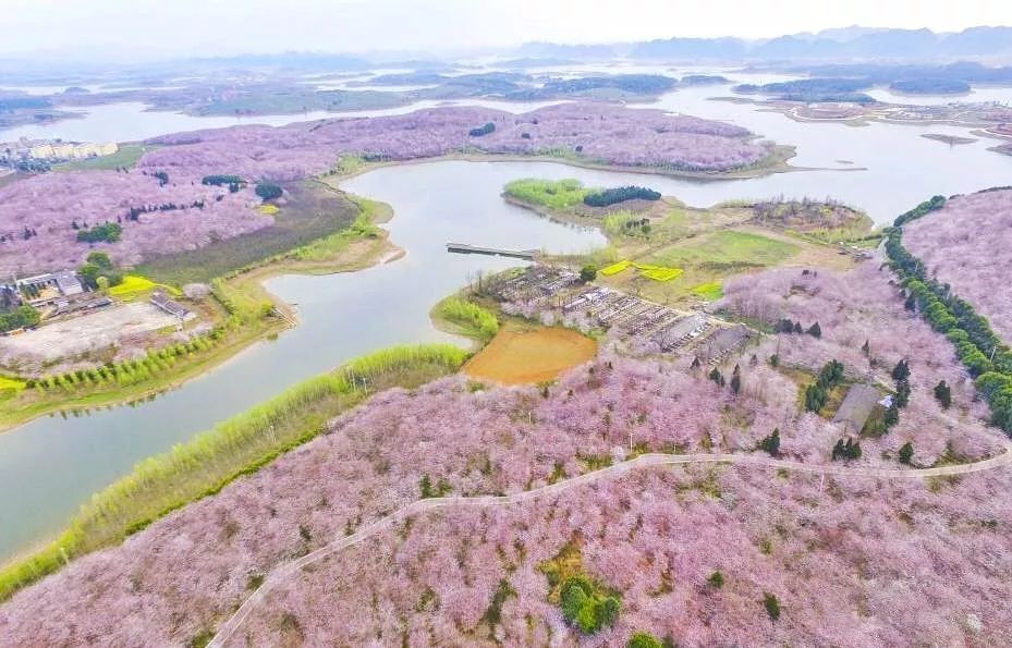 今年春色确定已提前,这些春天花海景色值得你重点关注了