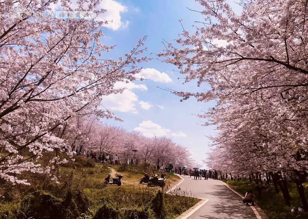 今年春色确定已提前,这些春天花海景色值得你重点关注了