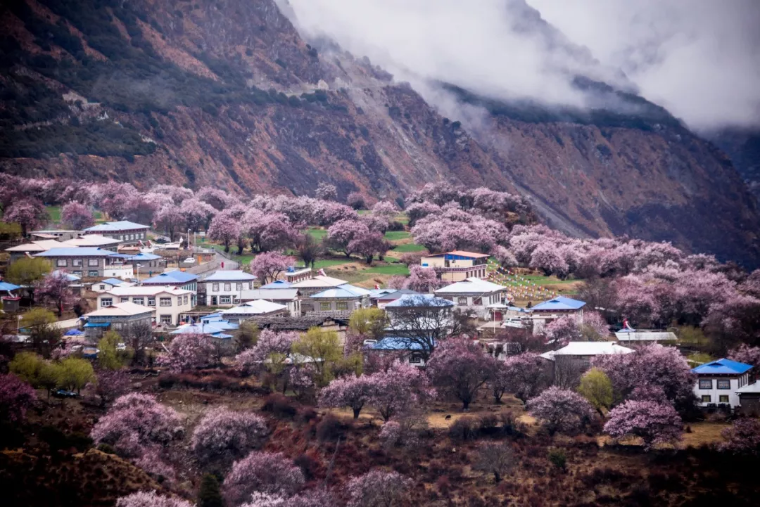 今年春色确定已提前，这些春天花海景色值得你重点关注了