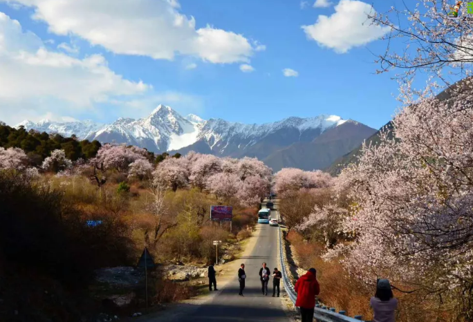 今年春色确定已提前,这些春天花海景色值得你重点关注了