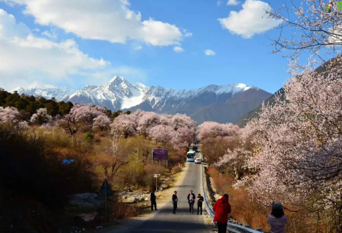 今年春色确定已提前，这些春天花海景色值得你重点关注了