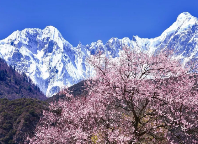 今年春色确定已提前,这些春天花海景色值得你重点关注了