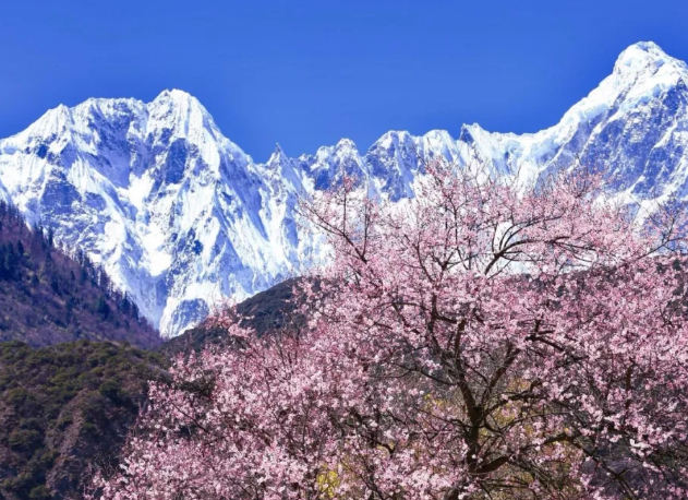 今年春色确定已提前，这些春天花海景色值得你重点关注了