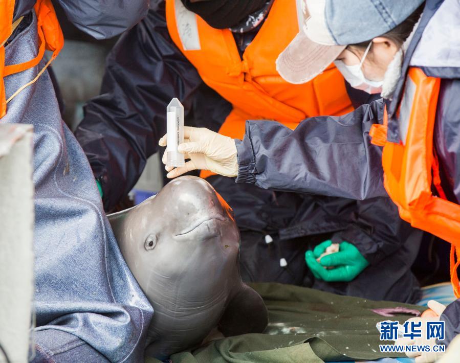 　　2017年3月16日，中科院水生生物研究所工作人员在鄱阳湖都昌水域对江豚进行体检。　　2月5日，新的国家重点保护野生动物名录正式公布。在全部保留原名录所有物种的基础上，新名录新增517种（类）野生动物。豺、长江江豚等65种由国家二级保护野生动物升为一级。　　新华社发（傅建斌 摄）