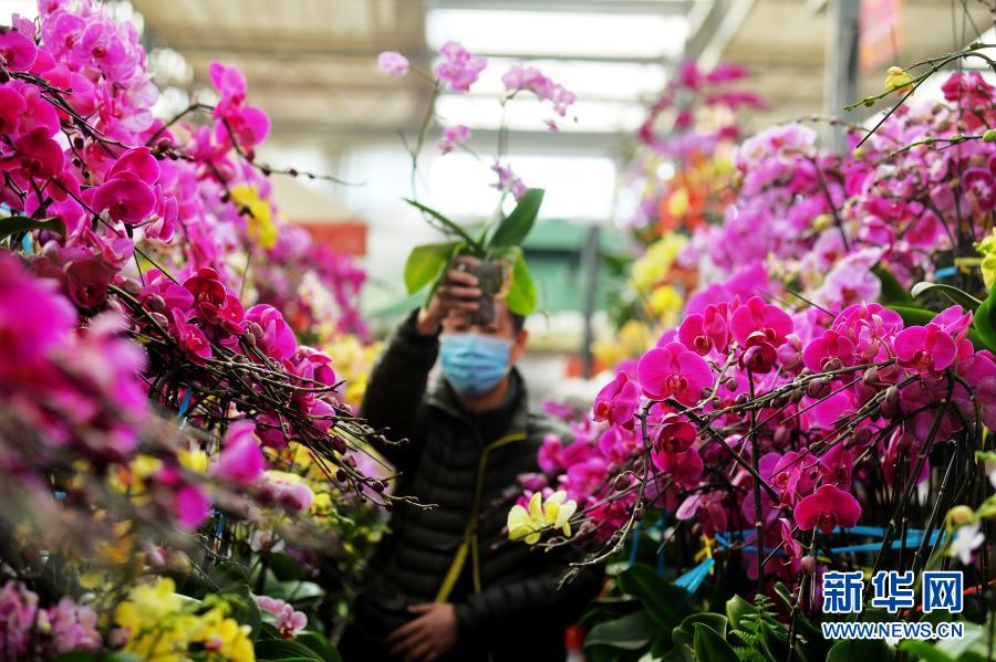 　　2月8日，市民在山东省青岛市崂山区一花卉市场选购鲜花。新华社发（王海滨 摄）