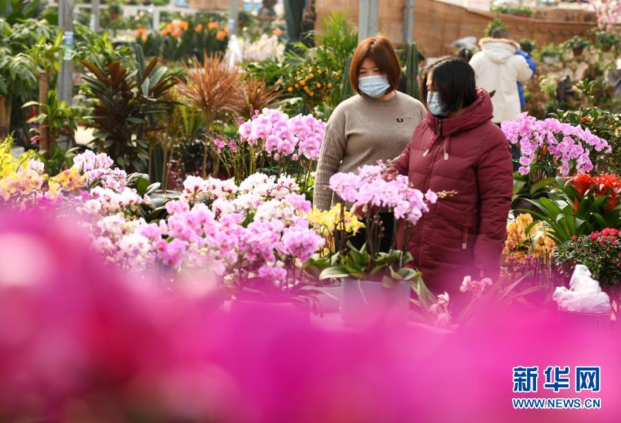 　　2月8日，市民在河北省石家庄市长安区肖家营花卉市场挑选鲜花。新华社发（许建园 摄）