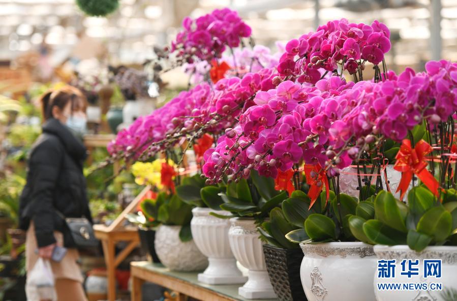 　　2月8日，市民在河北省石家庄市长安区肖家营花卉市场选购鲜花。新华社发（许建园 摄）