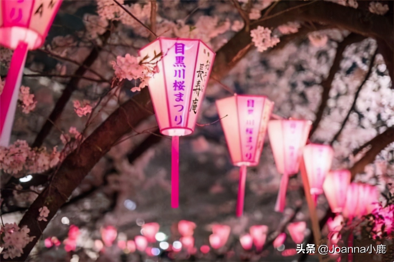 日本八大早樱景区，哪些地方最适合欣赏樱花？
