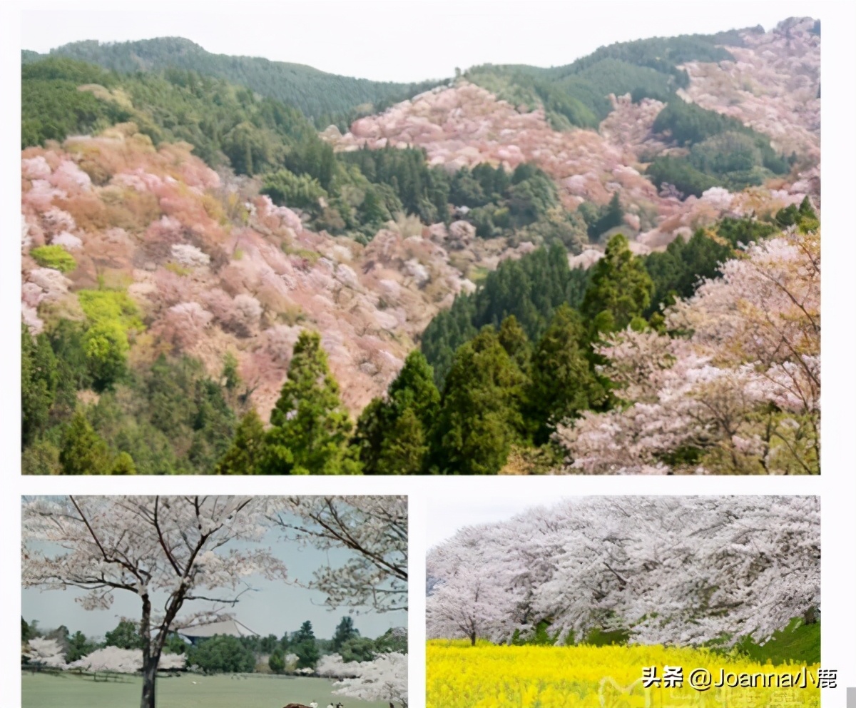 日本八大早樱景区，哪些地方最适合欣赏樱花？