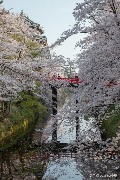 日本八大早樱景区，哪些地方最适合欣赏樱花？