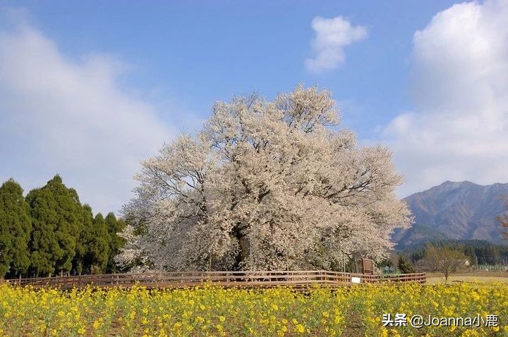 日本八大早樱景区，哪些地方最适合欣赏樱花？