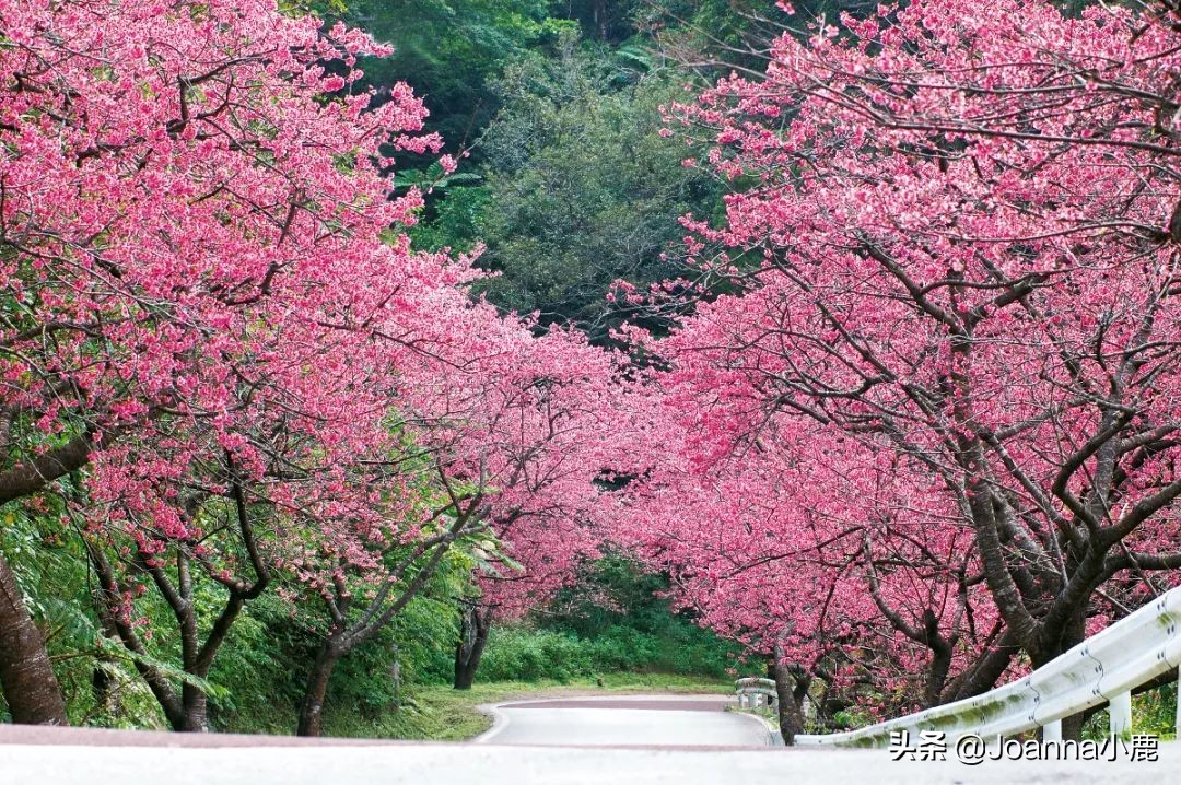 日本八大早樱景区，哪些地方最适合欣赏樱花？