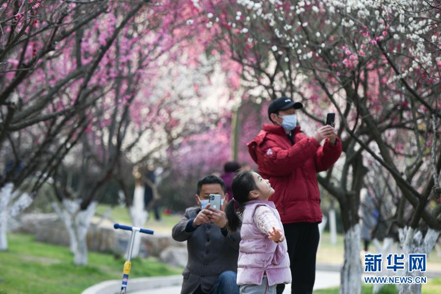 　　2月17日，游人在合肥市匡河岸边的梅花丛里游玩。新华社记者 张端 摄