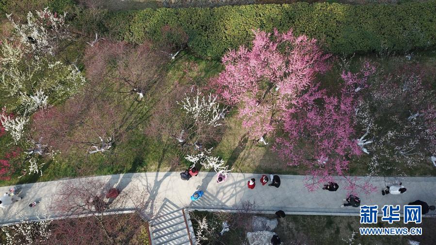 　　2月17日，游人在合肥市匡河岸边的梅花丛里游玩（无人机照片）。新华社记者 张端 摄