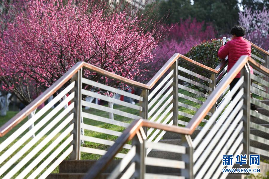 　　2月17日，游人在合肥市匡河岸边拍摄梅花。新华社记者 张端 摄