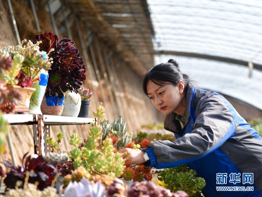 　　在青海省海东市平安区平安镇白家村富硒果蔬种植基地的大棚里，韩颖在查看多肉植物（2月8日摄）。新华社记者 张龙 摄