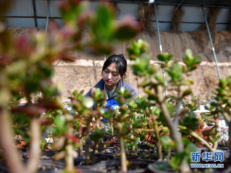 　　在青海省海东市平安区平安镇白家村富硒果蔬种植基地的大棚里，韩颖在查看多肉植物（2月8日摄）。新华社记者 张龙 摄