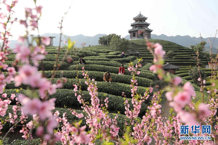 　　2月18日，村民在广西三江侗族自治县八江镇布央村茶园采茶。　　雨水时节，广西柳州三江侗族自治县茶园嫩芽勃发，当地茶农抢抓农时，赶采早春茶。　　新华社发（龚普康 摄）