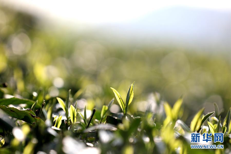 　　这是2月18日在广西三江侗族自治县八江镇布央村的茶园拍摄的茶树嫩芽。　　雨水时节，广西柳州三江侗族自治县茶园嫩芽勃发，当地茶农抢抓农时，赶采早春茶。　　新华社发（梁克川 摄）