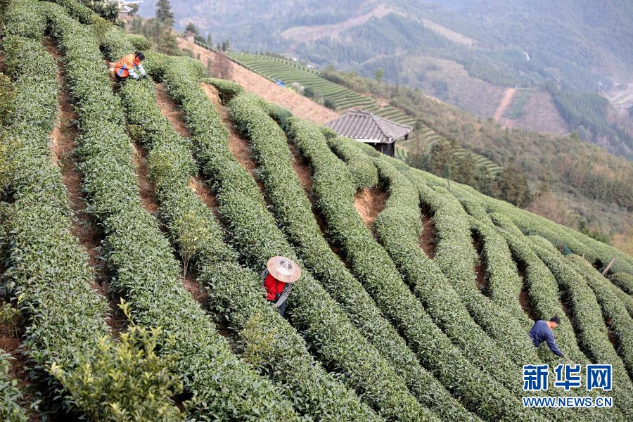 　　2月18日，村民在三江侗族自治县八江镇布央村茶园里采茶。　　雨水时节，广西柳州三江侗族自治县茶园嫩芽勃发，当地茶农抢抓农时，赶采早春茶。　　新华社发（梁克川 摄）