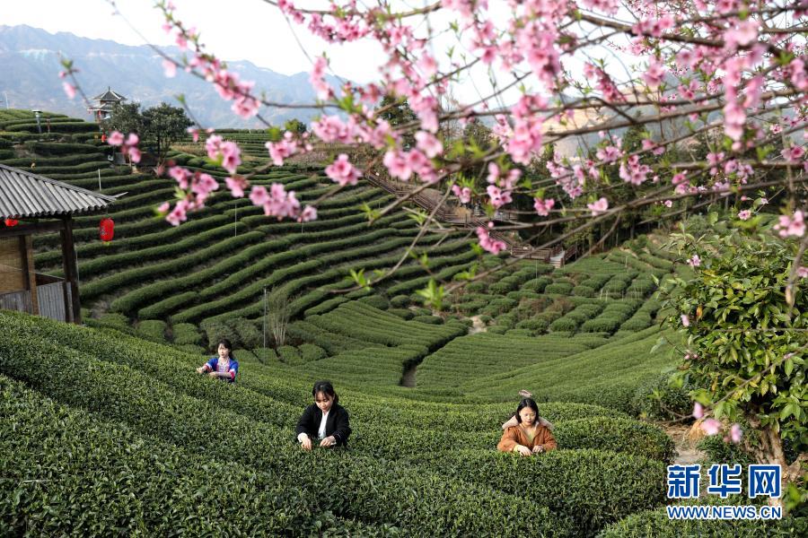 　　2月18日，村民在广西三江侗族自治县八江镇布央村茶园采茶。　　雨水时节，广西柳州三江侗族自治县茶园嫩芽勃发，当地茶农抢抓农时，赶采早春茶。　　新华社发（梁克川 摄）