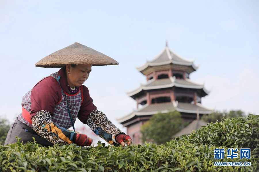 　　2月18日，村民在广西三江侗族自治县八江镇布央村茶园采茶。　　雨水时节，广西柳州三江侗族自治县茶园嫩芽勃发，当地茶农抢抓农时，赶采早春茶。　　新华社发（龚普康 摄）