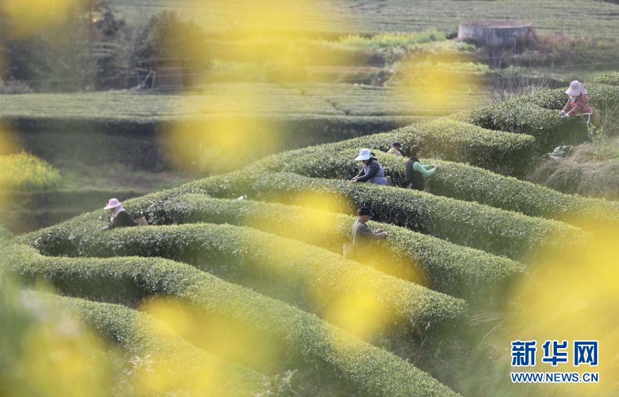 　　2月18日，村民在广西三江侗族自治县八江镇布央村茶园采茶。　　雨水时节，广西柳州三江侗族自治县茶园嫩芽勃发，当地茶农抢抓农时，赶采早春茶。　　新华社发（龚普康 摄）