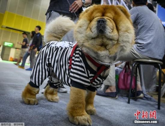 资料图:宠物狗。 点击进入下一页