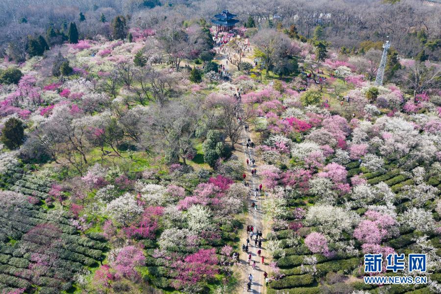 　　2月19日，游人在南京梅花山赏花（无人机照片）。　　当日，2021第26届中国南京国际梅花节在南京梅花山正式开幕，本届梅花节以“梅绽金陵 礼赞百年”为主题，结合即将在南京举行的第三十届中国戏剧梅花奖颁奖典礼，采用线上线下并举的形式举行“梅开盛世”“梅韵流声”“梅香满园”“梅露茶香”“梅语鹿鸣”五大主题活动。　　新华社发（苏阳 摄）