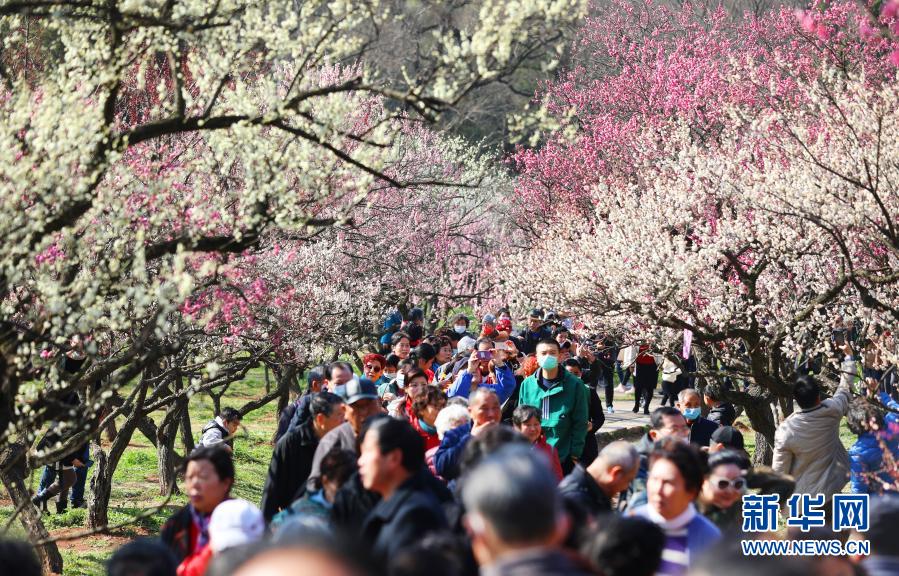 　　2月19日，游客在南京梅花山赏花游玩。　　当日，2021第26届中国南京国际梅花节在南京梅花山正式开幕，本届梅花节以“梅绽金陵 礼赞百年”为主题，结合即将在南京举行的第三十届中国戏剧梅花奖颁奖典礼，采用线上线下并举的形式举行“梅开盛世”“梅韵流声”“梅香满园”“梅露茶香”“梅语鹿鸣”五大主题活动。　　新华社发（丁亮 摄）