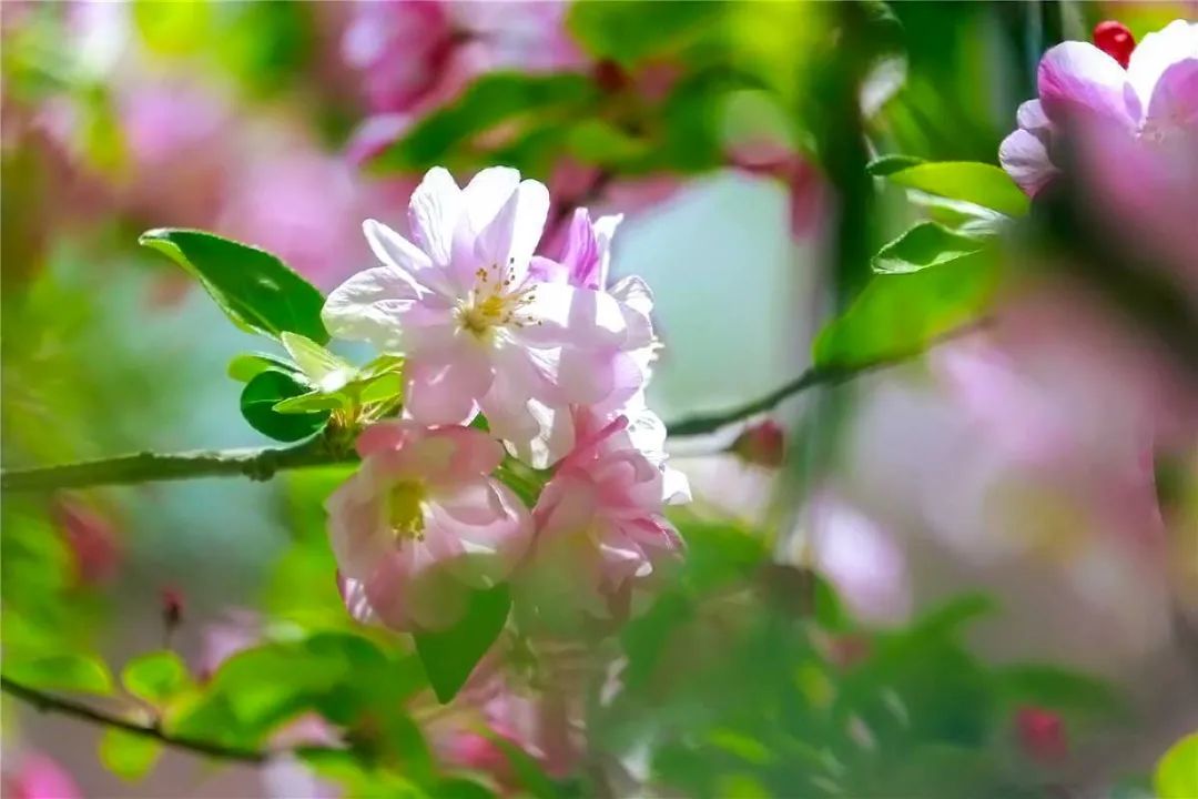 中国最美的14处油菜花海,从2月美到8月,一望无际