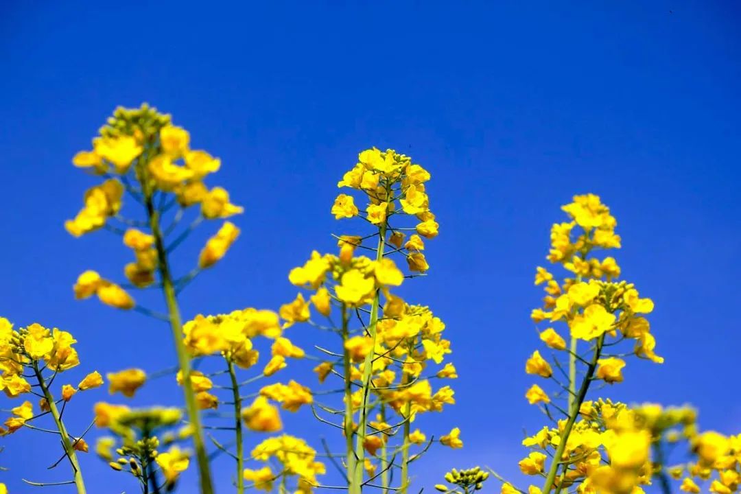 中国最美的14处油菜花海,从2月美到8月,一望无际