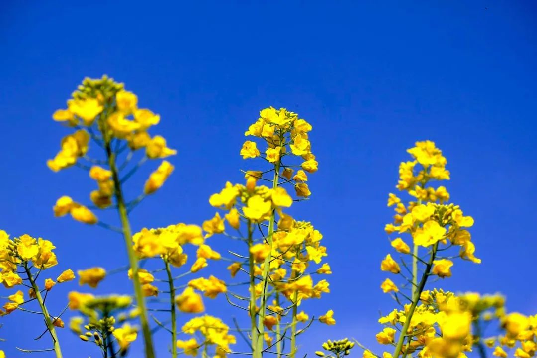 中国最美的14处油菜花海，从2月美到8月，一望无际