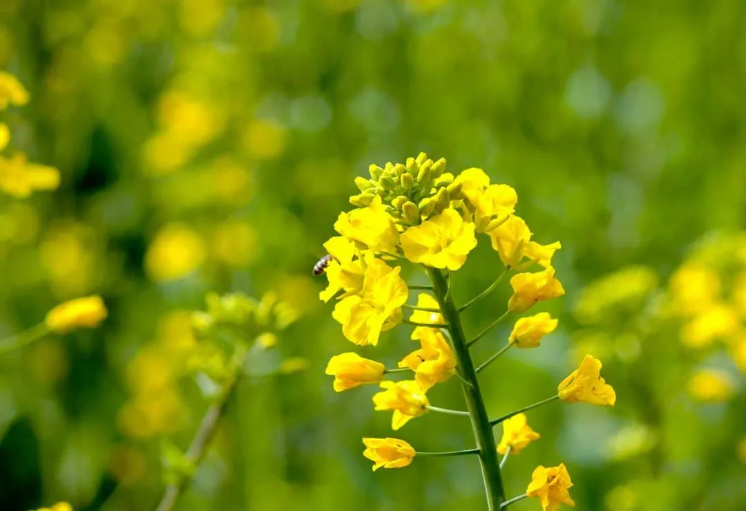 中国最美的14处油菜花海，从2月美到8月，一望无际