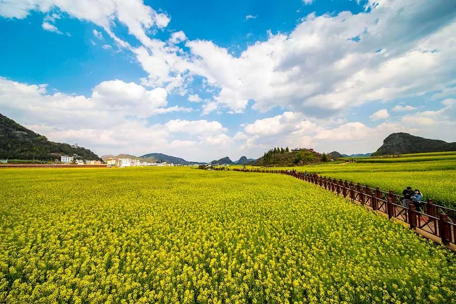 中国最美的14处油菜花海，从2月美到8月，一望无际