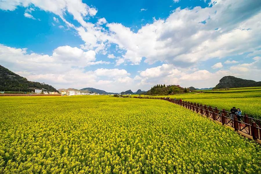 中国最美的14处油菜花海,从2月美到8月,一望无际