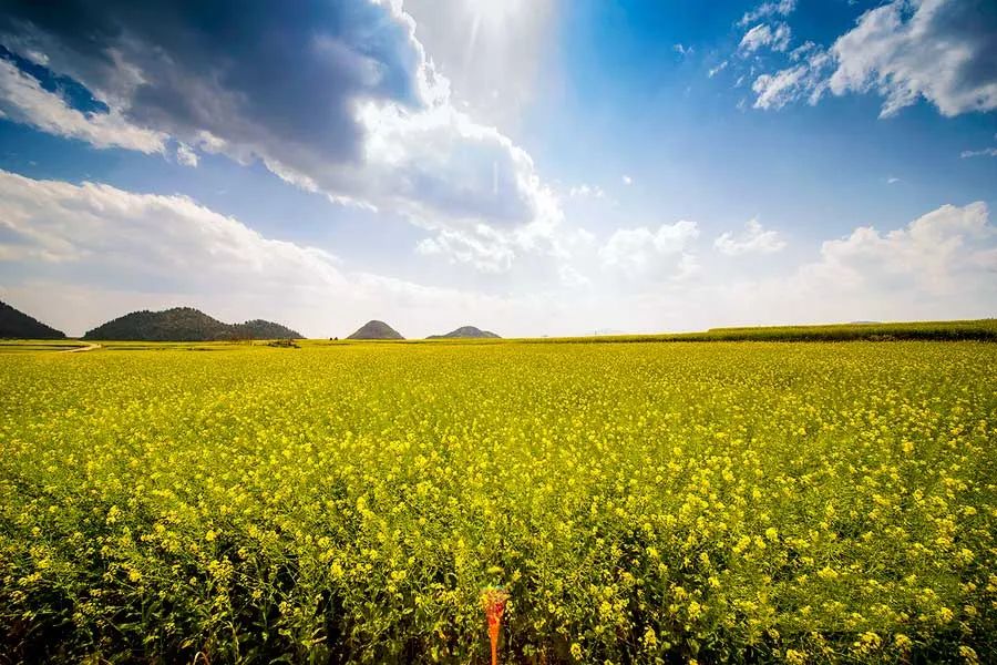 中国最美的14处油菜花海，从2月美到8月，一望无际