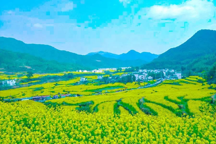 中国最美的14处油菜花海,从2月美到8月,一望无际
