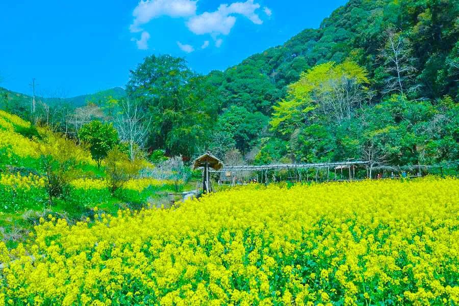 中国最美的14处油菜花海，从2月美到8月，一望无际