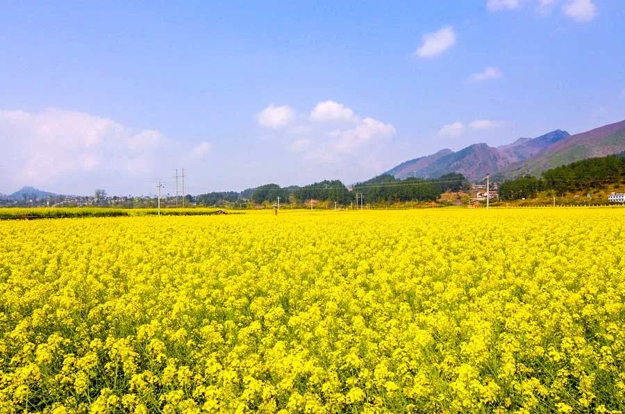 中国最美的14处油菜花海，从2月美到8月，一望无际